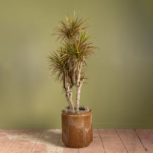 Dracaena Colorama in Collaboration with The Branch Manager