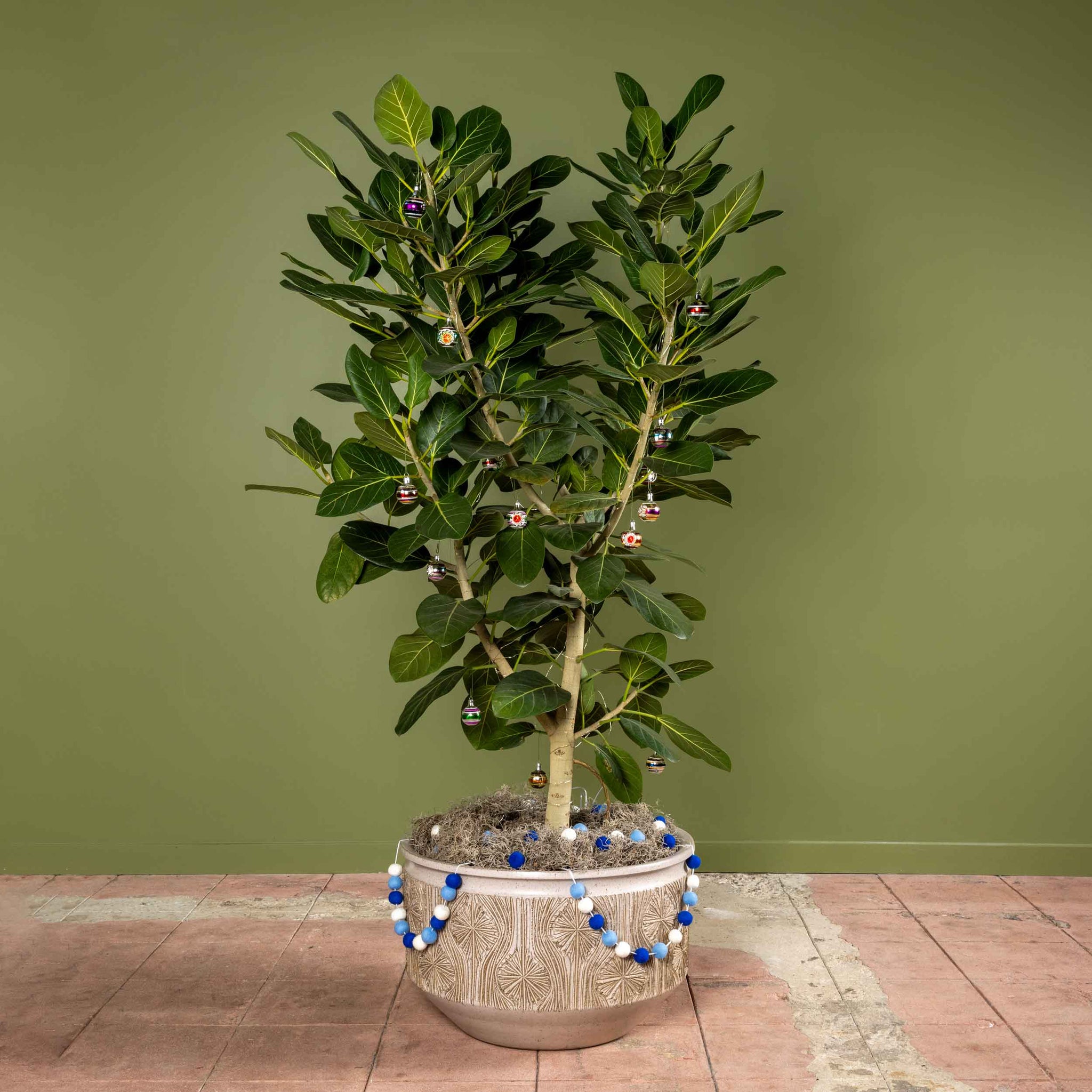 Holiday Tree - Ficus Audrey
