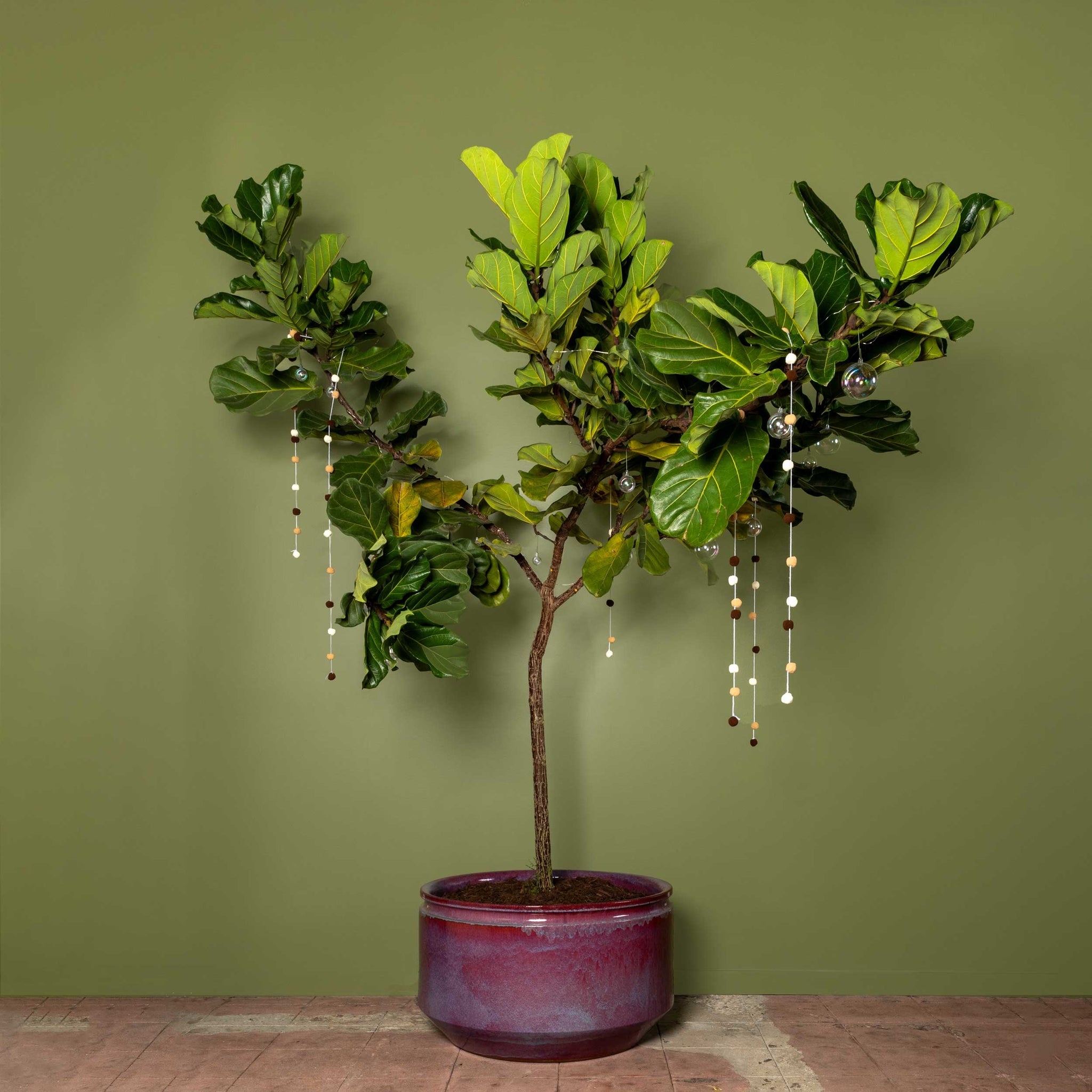 Holiday Tree - Fiddle Leaf Fig Tree
